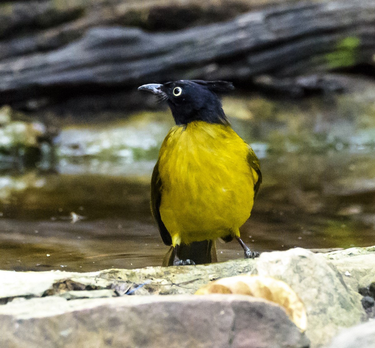 Black-crested Bulbul - ML642405832