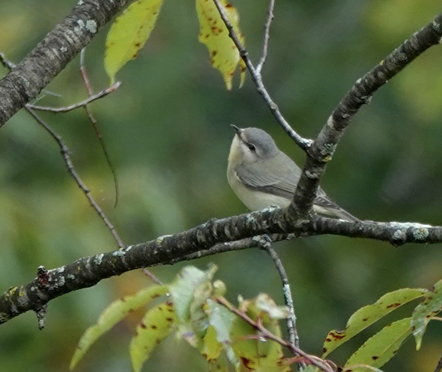 Philadelphia Vireo - ML642405833