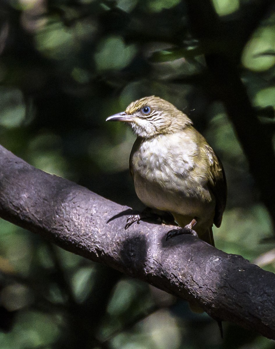 Streak-eared Bulbul - ML642405867