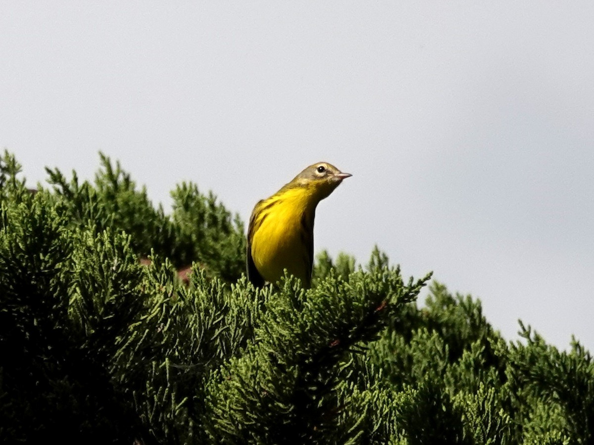 Rotmantel-Waldsänger - ML642405879