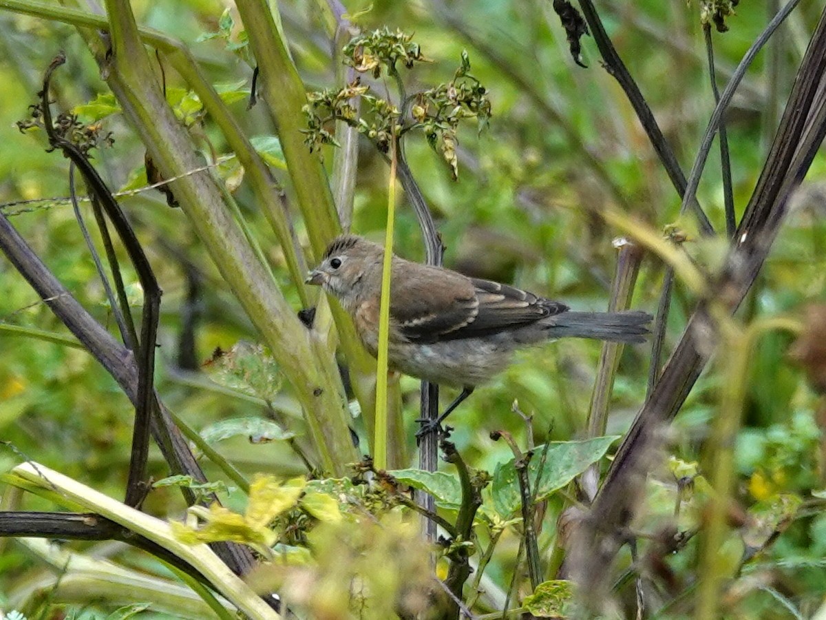 Passerin azuré - ML642405900