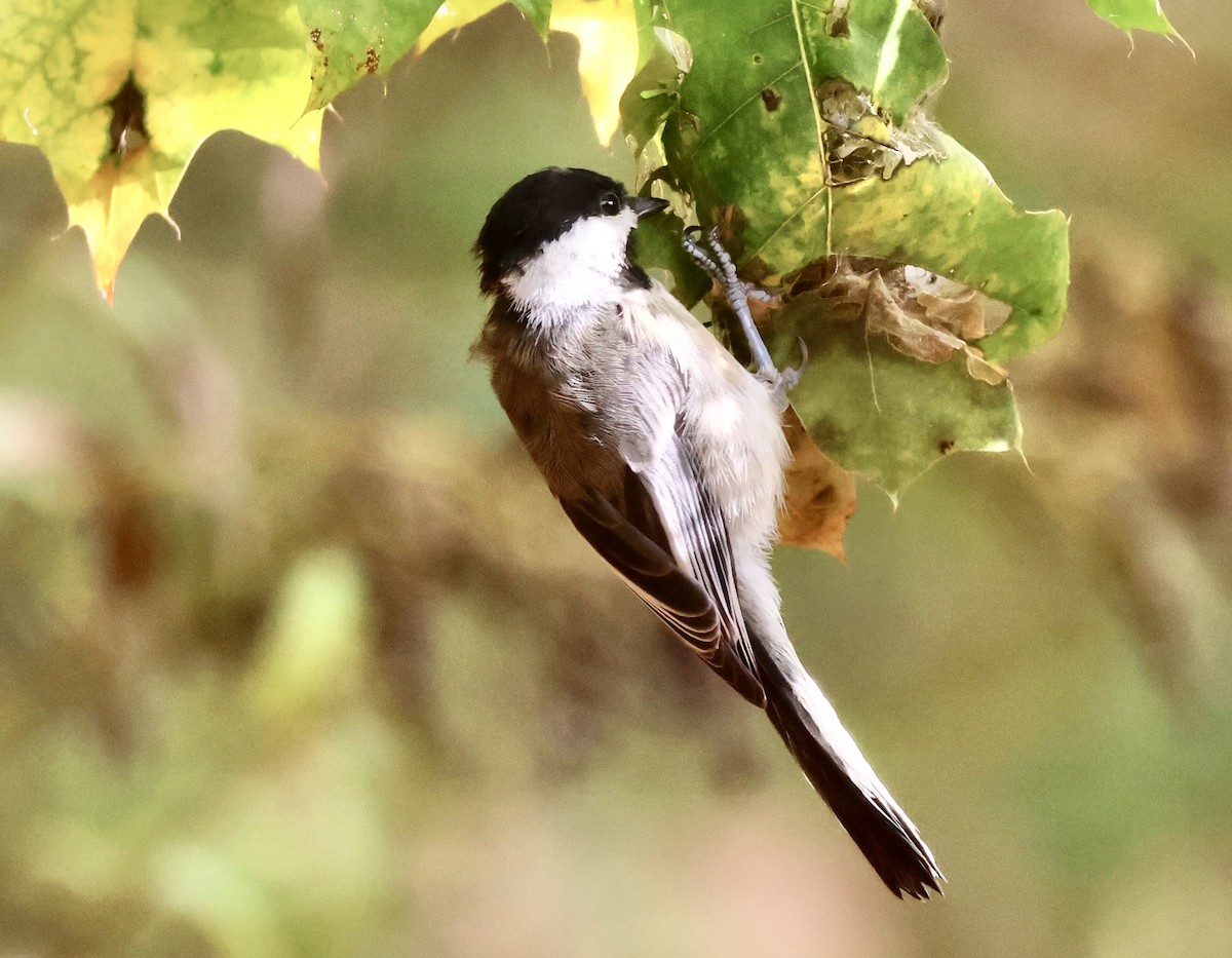 Mésange à tête noire - ML642405916