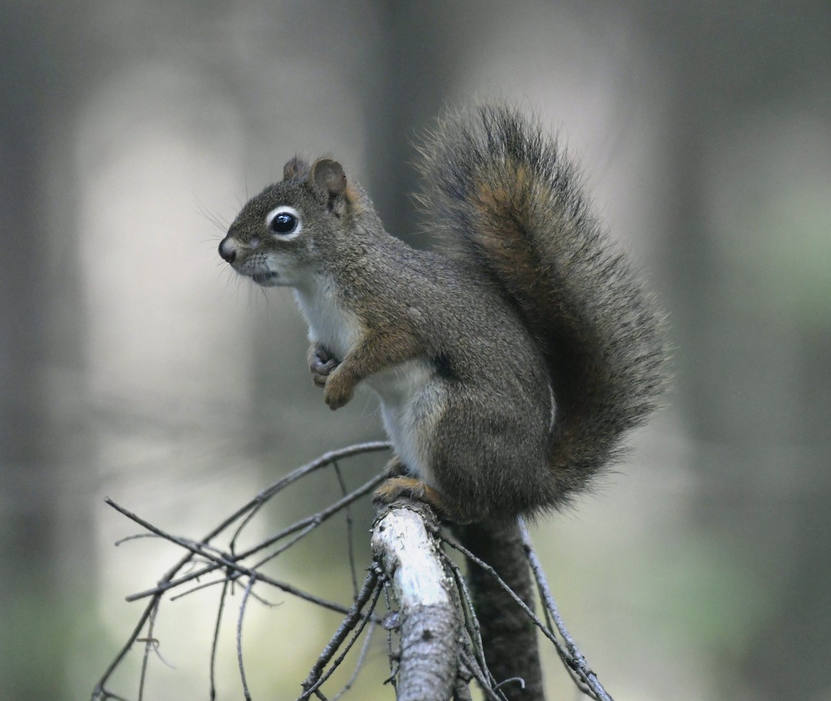 Animals - ML642405928