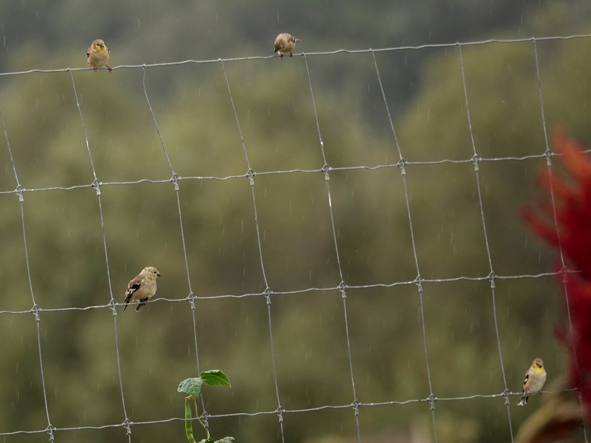 American Goldfinch - ML642405932
