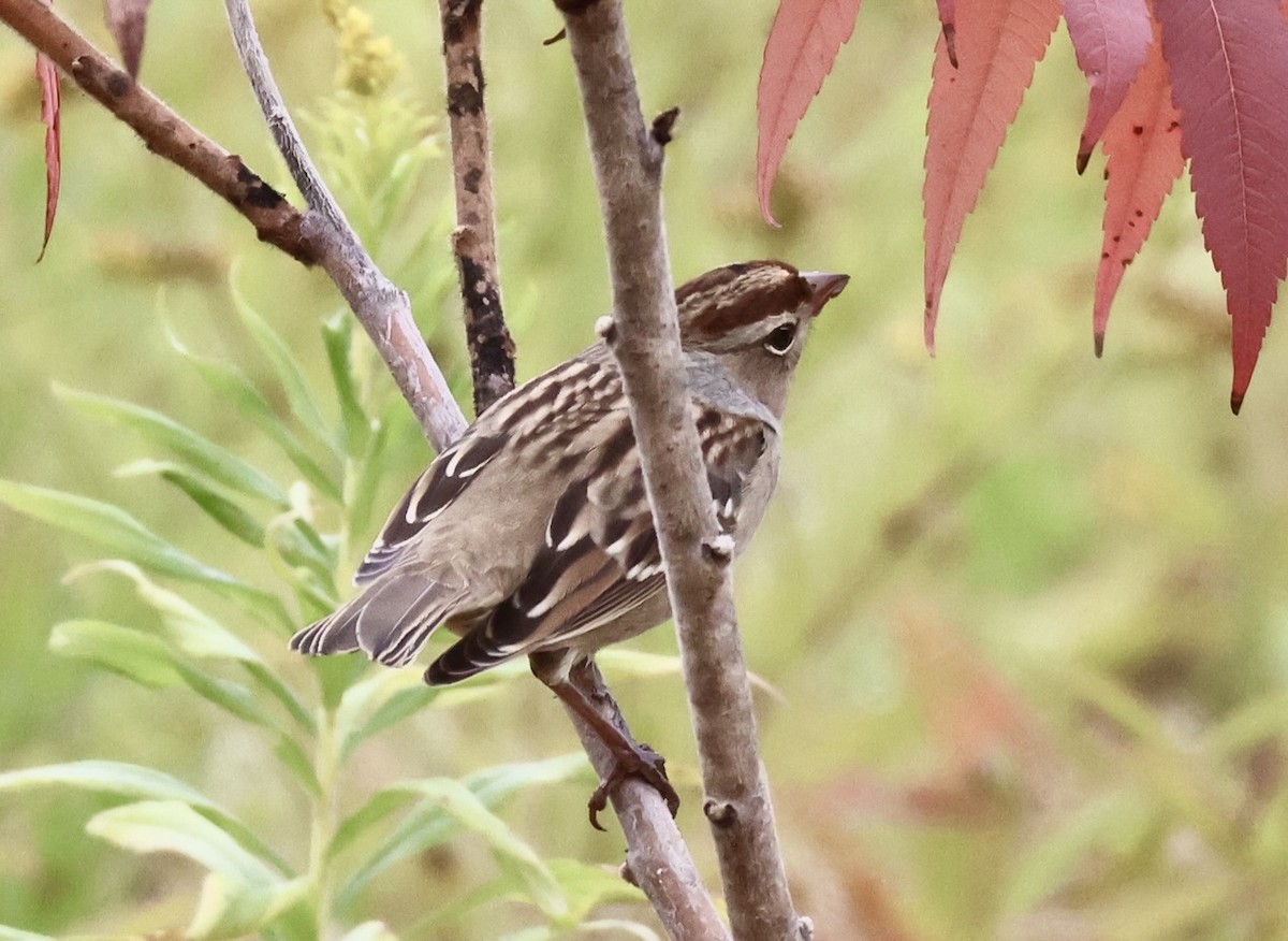 Bruant à couronne blanche - ML642405935