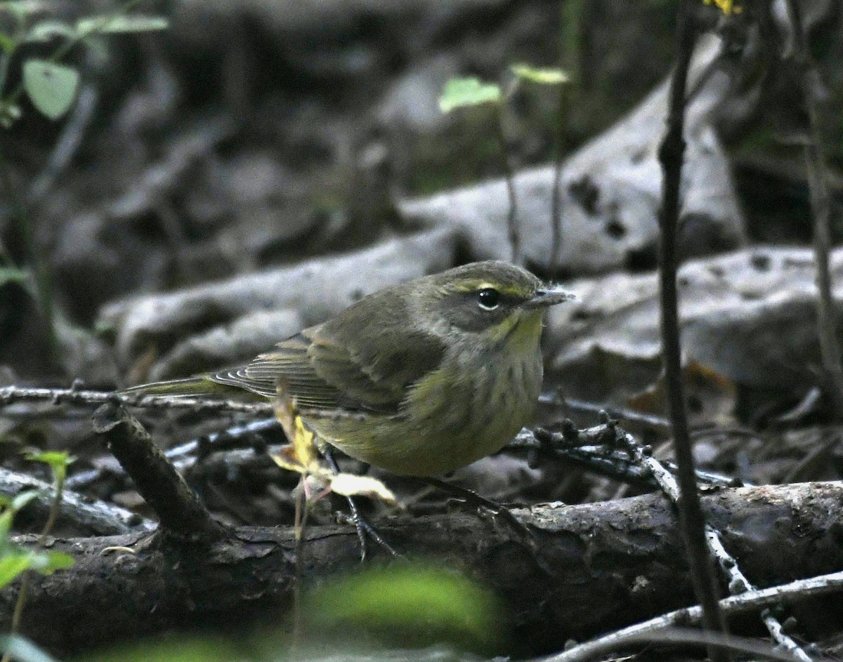 Palm Warbler - ML642405960