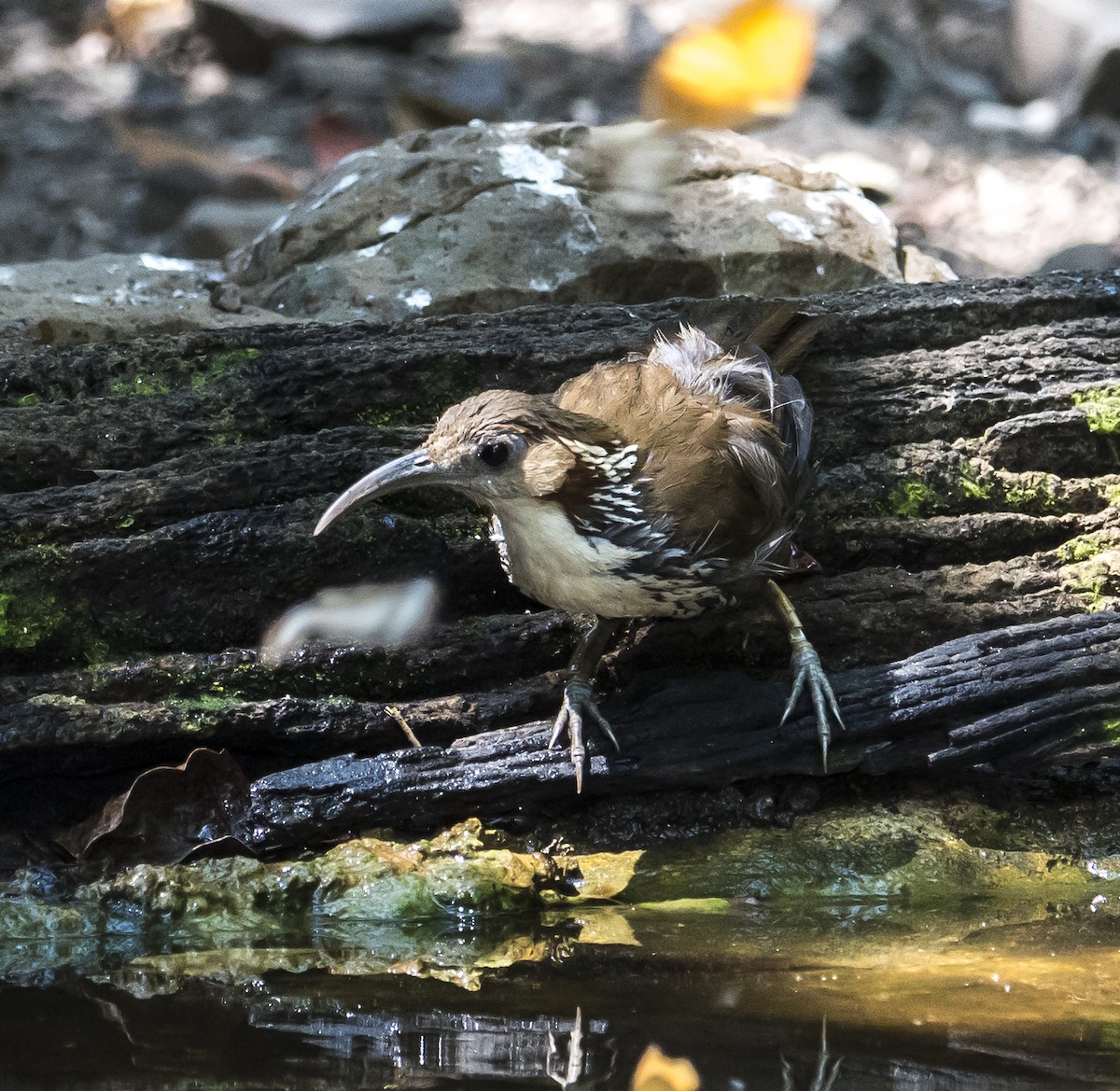 Large Scimitar-Babbler - ML642405977