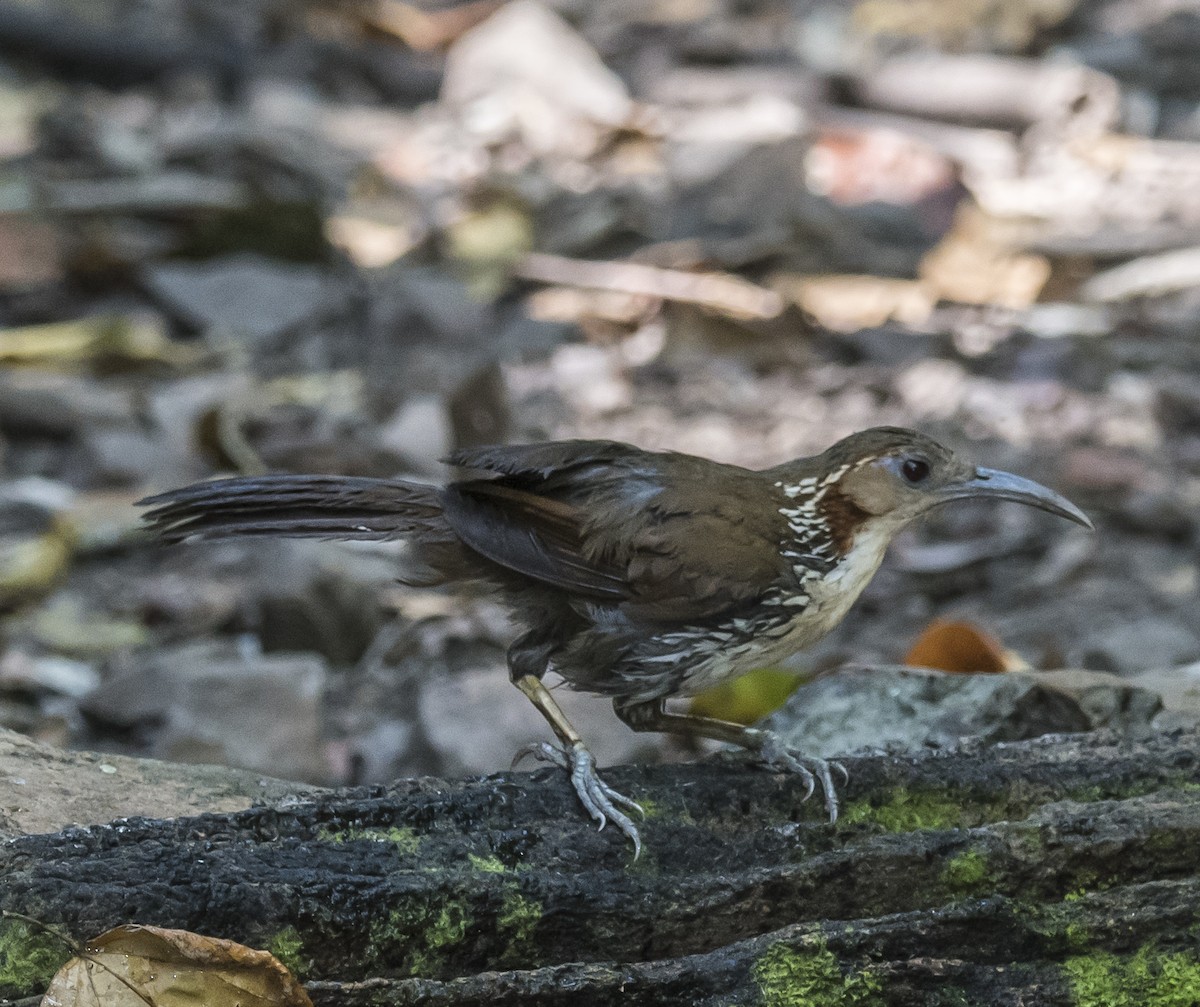 Large Scimitar-Babbler - ML642405978