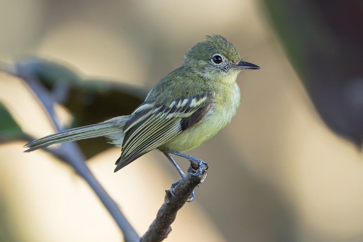 Olive-green Tyrannulet - ML642405980