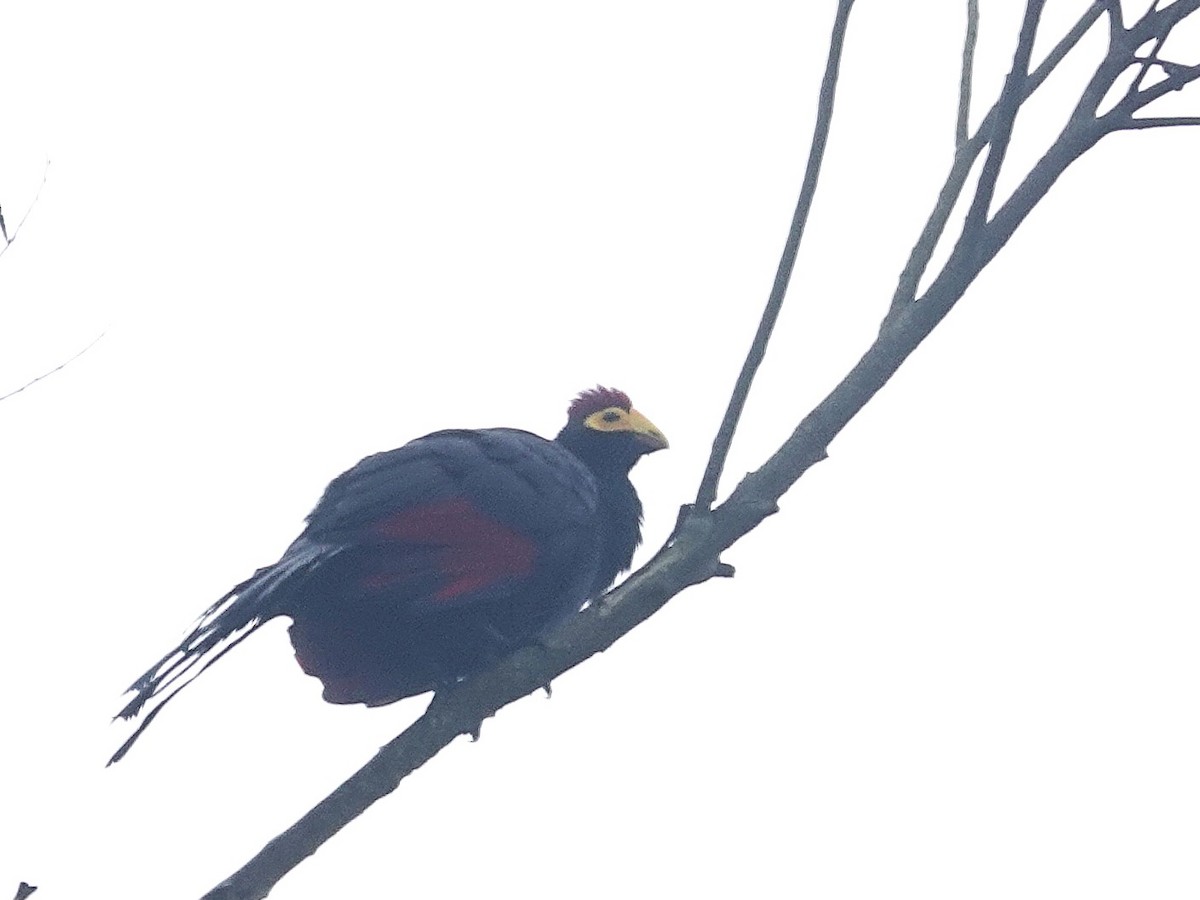 Ross's Turaco - ML642405983