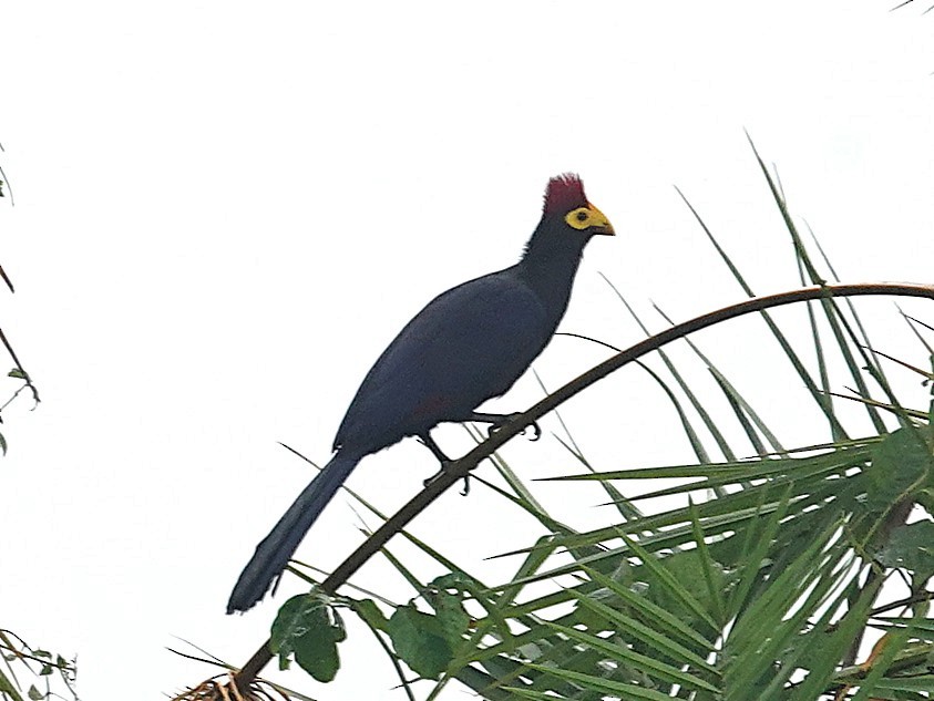 Ross's Turaco - ML642405984