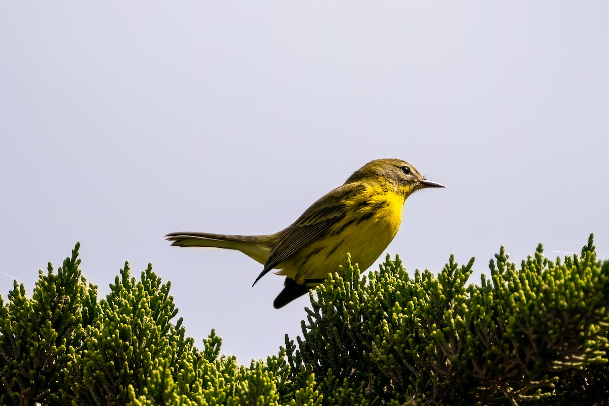 Rotmantel-Waldsänger - ML642405987