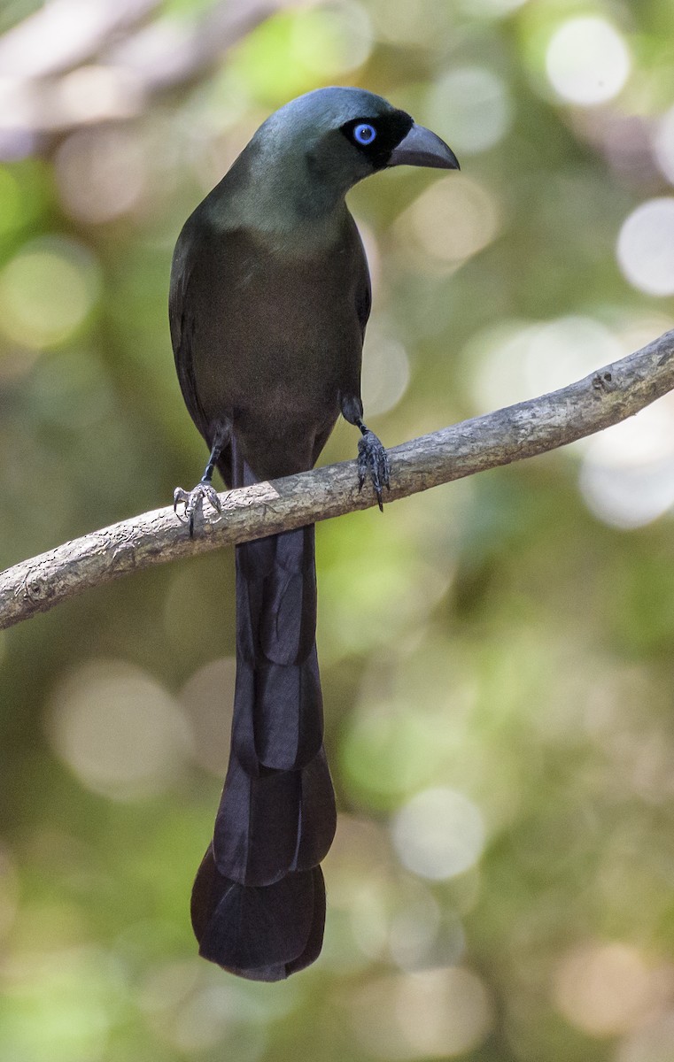 Racket-tailed Treepie - ML642405988