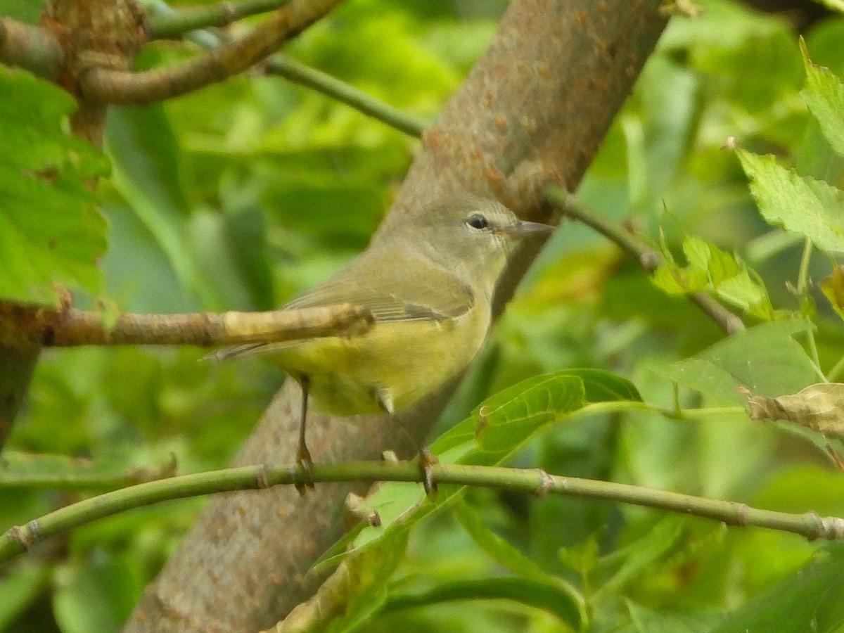 oransjekroneparula - ML642406011