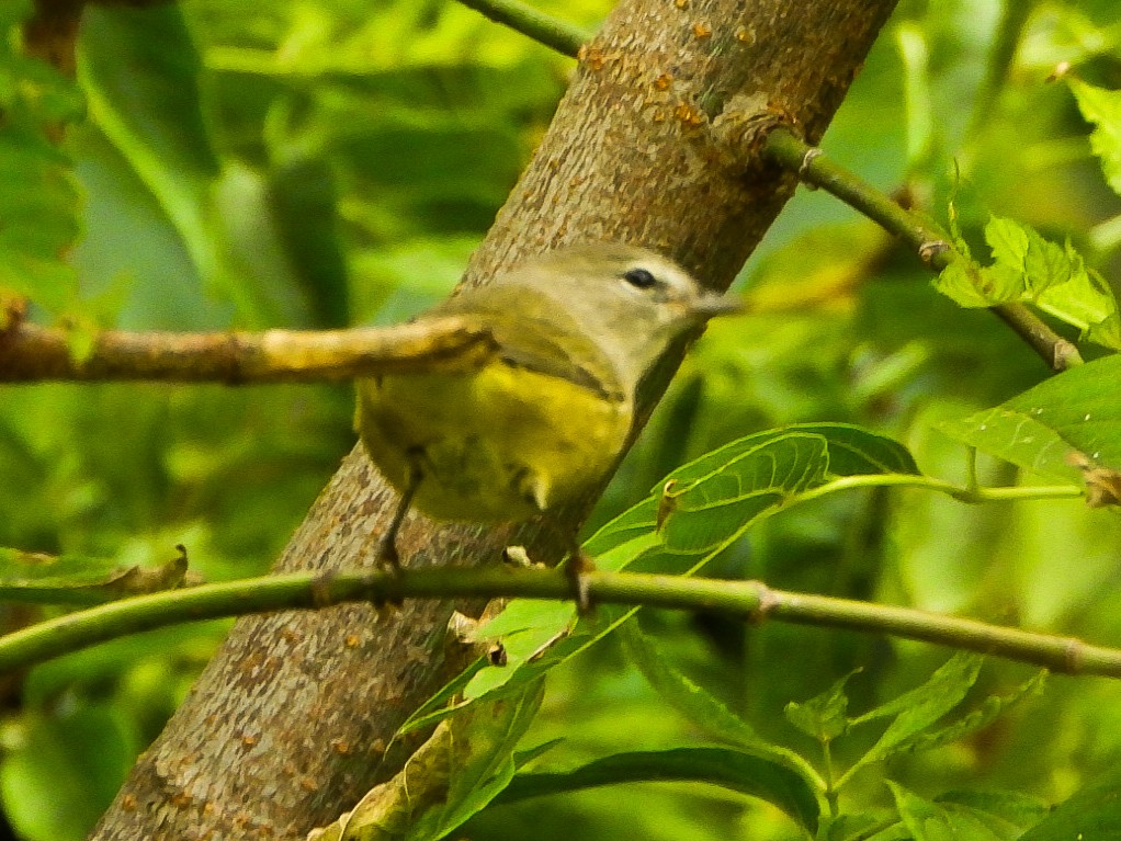 oransjekroneparula - ML642406012