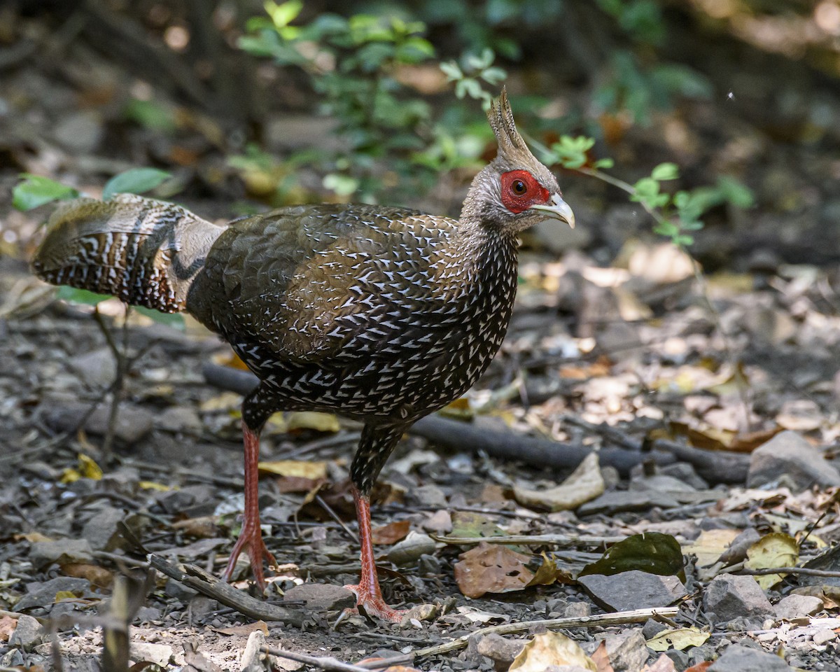 Kalij Pheasant - ML642406026