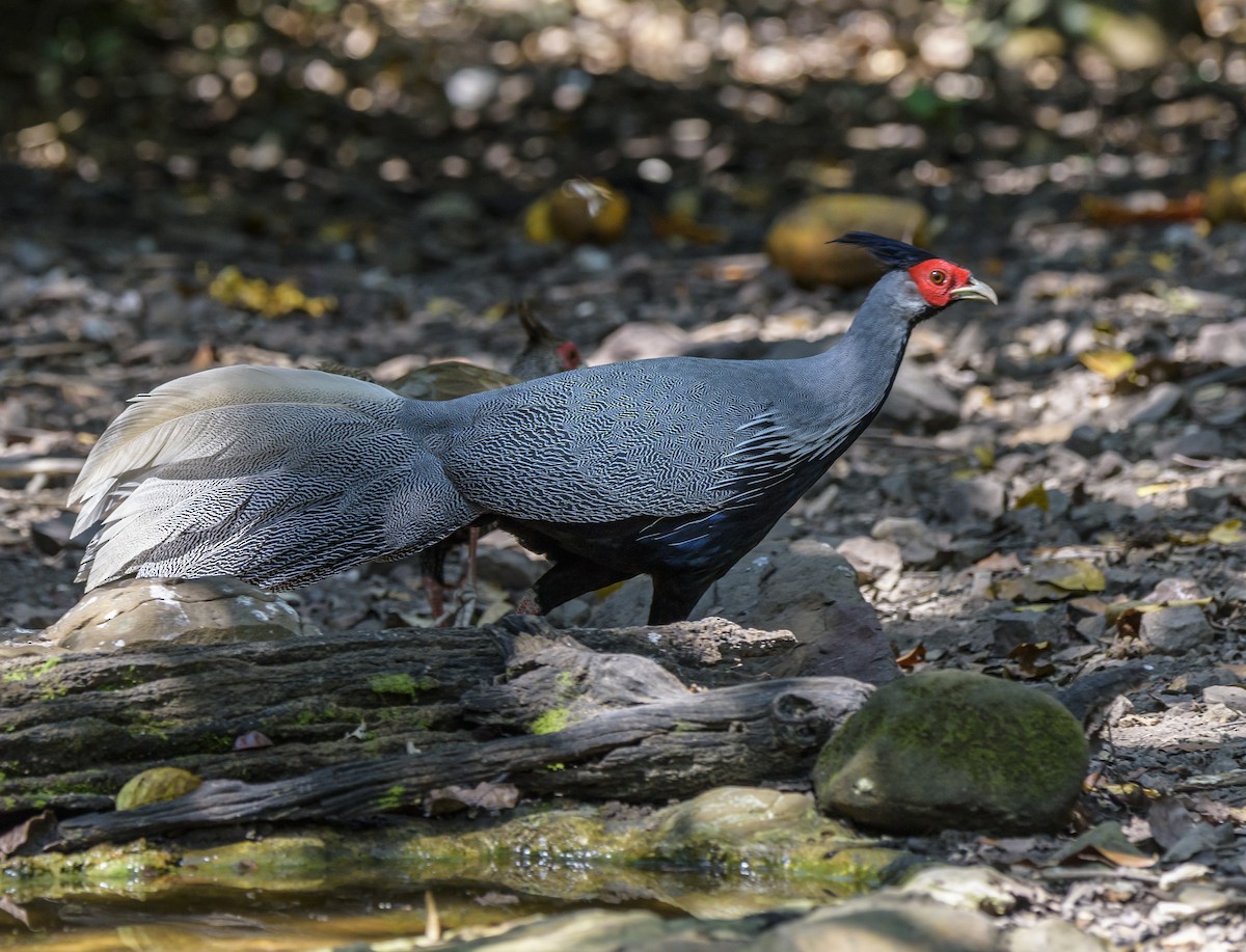 Kalij Pheasant - ML642406027