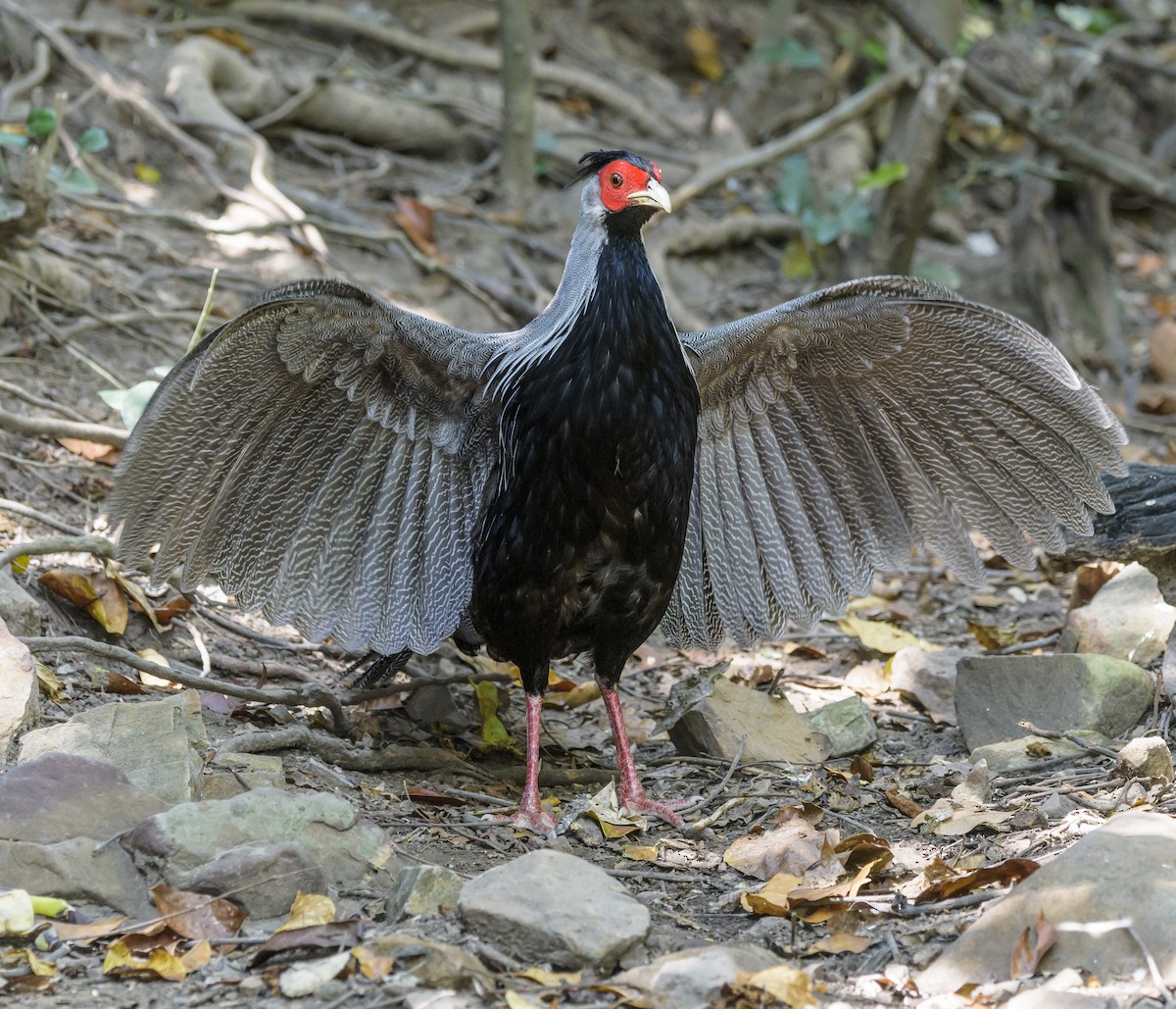 Kalij Pheasant - ML642406028