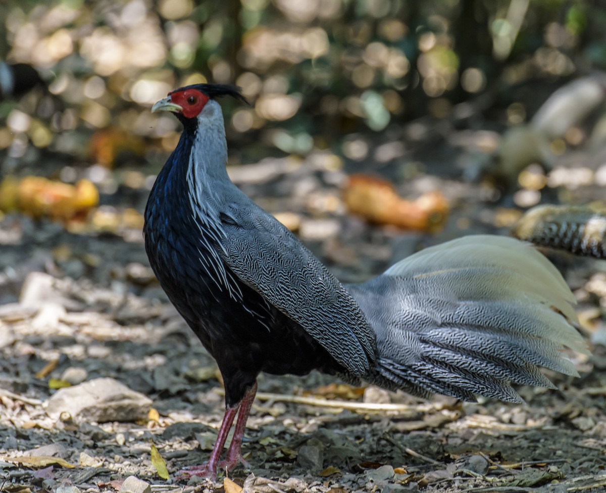 Kalij Pheasant - ML642406029