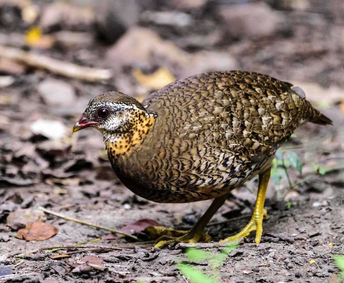 Scaly-breasted Partridge - ML642406053