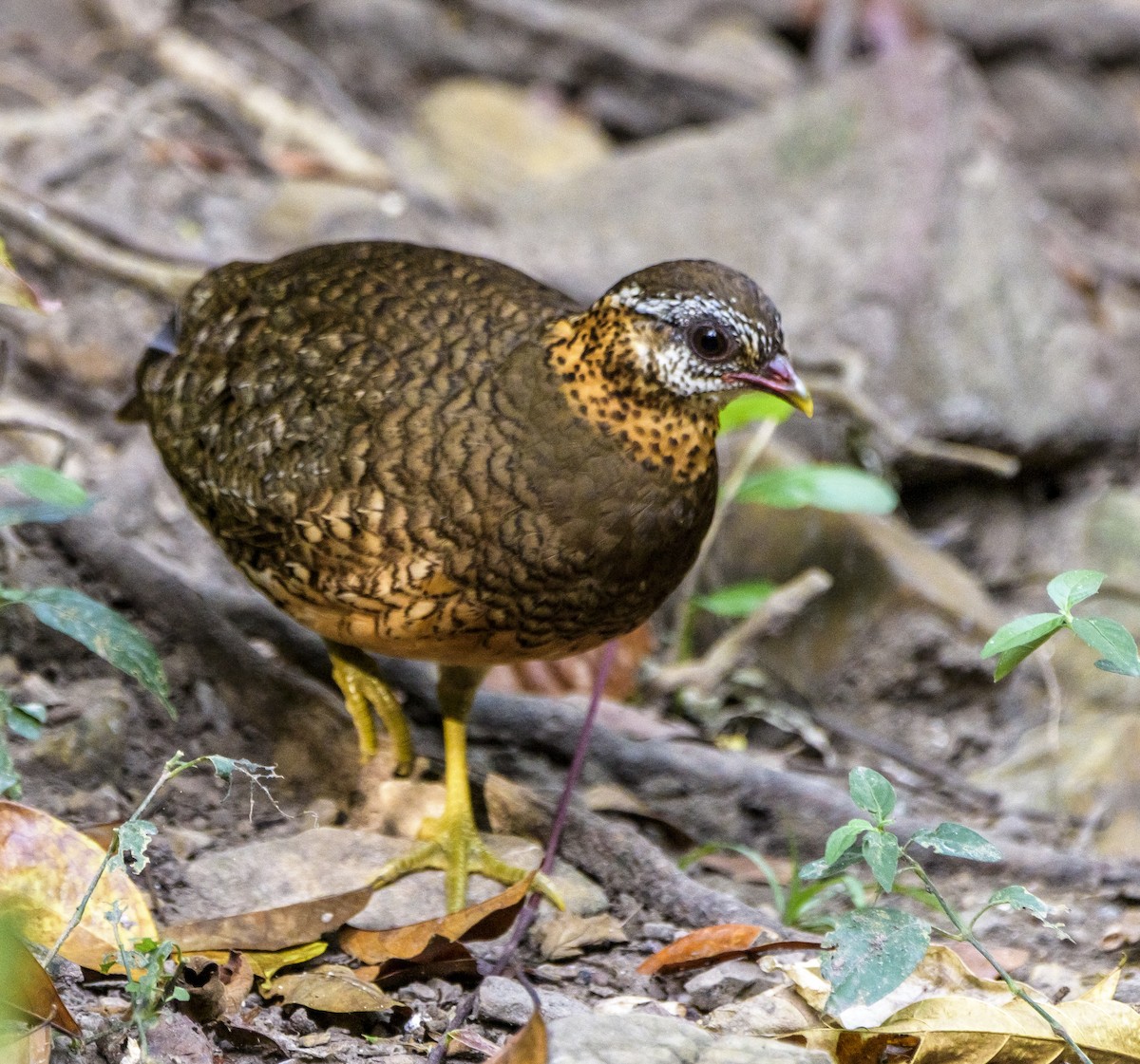 Scaly-breasted Partridge - ML642406054