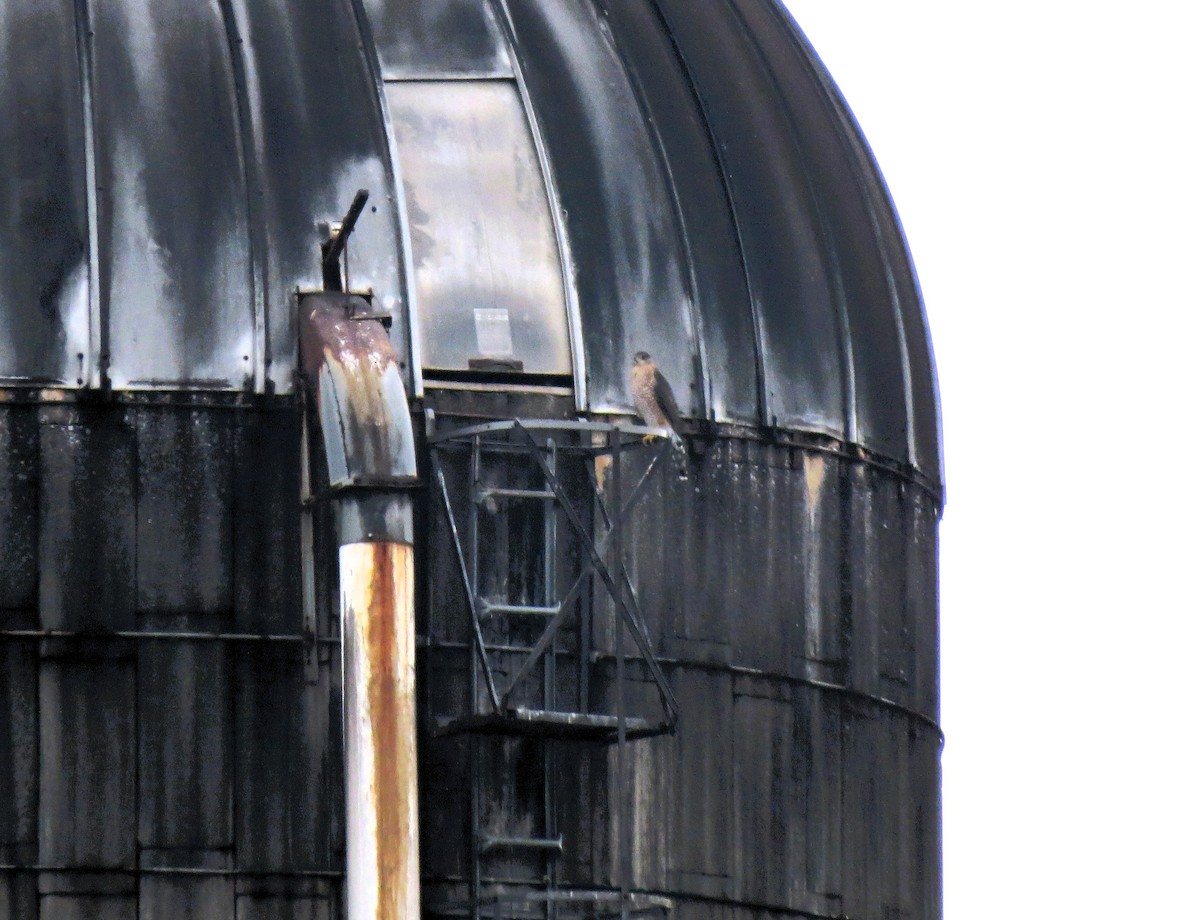 Cooper's Hawk - ML642406068