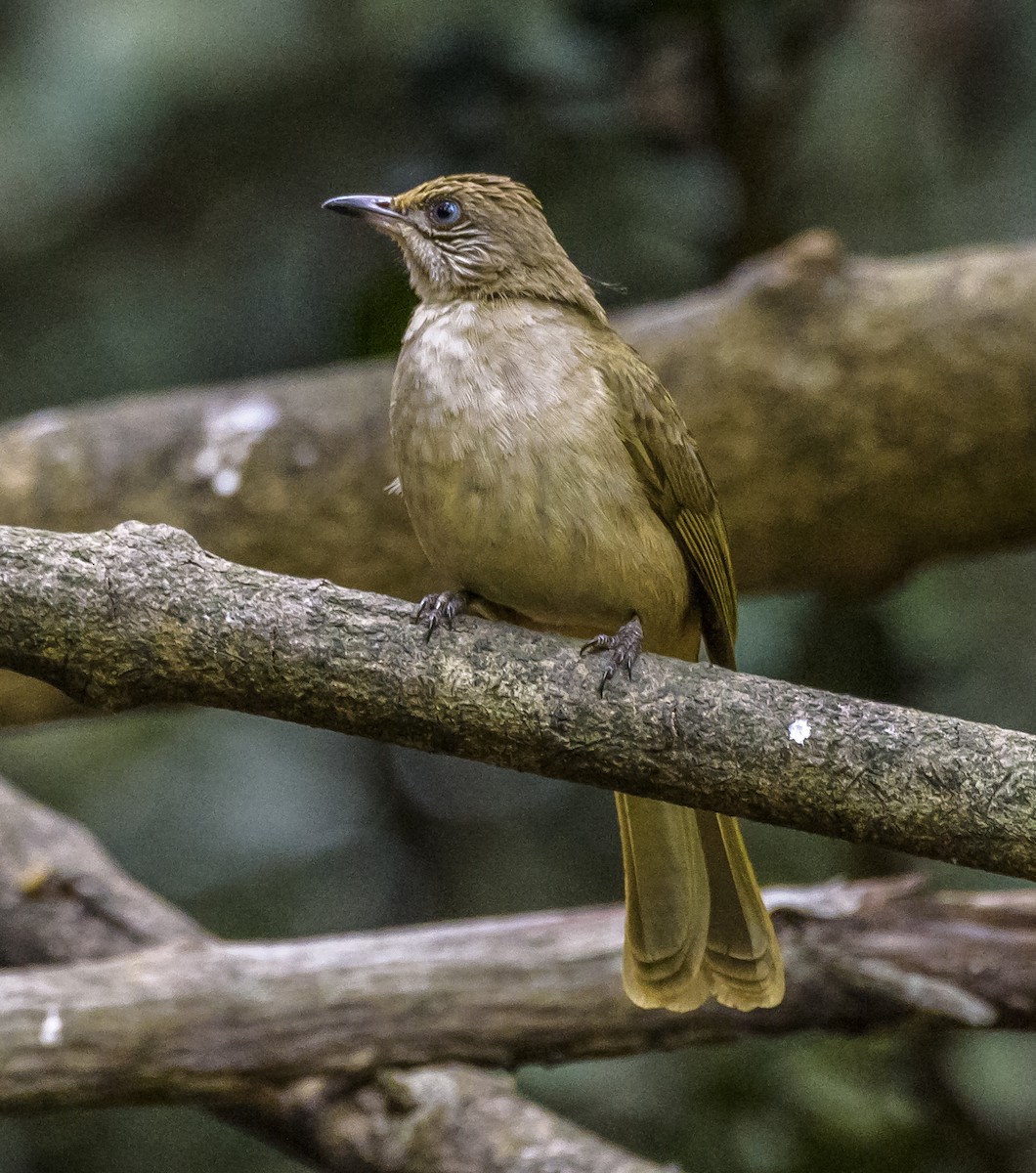Streak-eared Bulbul - ML642406079