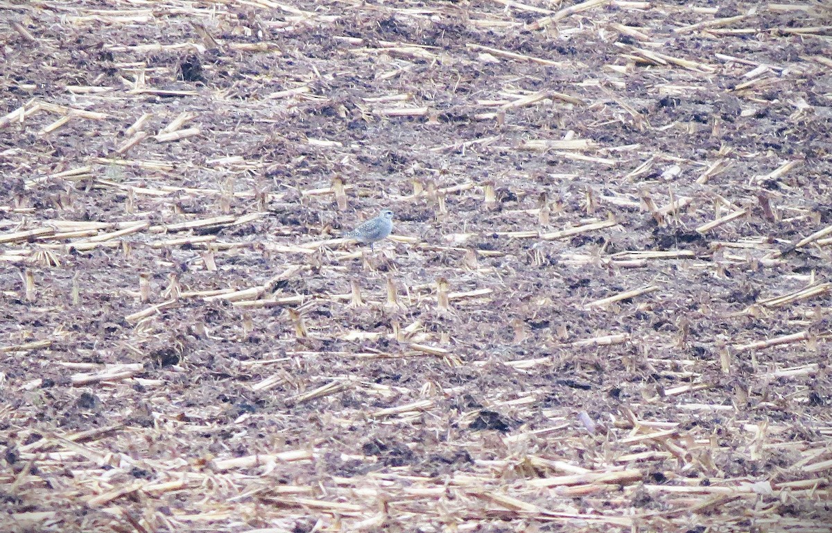 American Golden-Plover - ML642406090