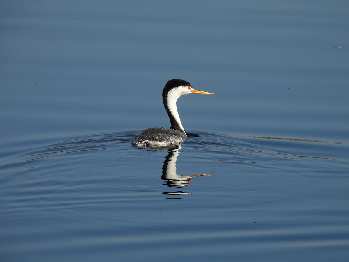 Clark's Grebe - ML642406098