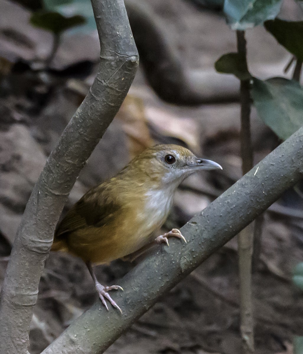 Abbott's Babbler - ML642406102