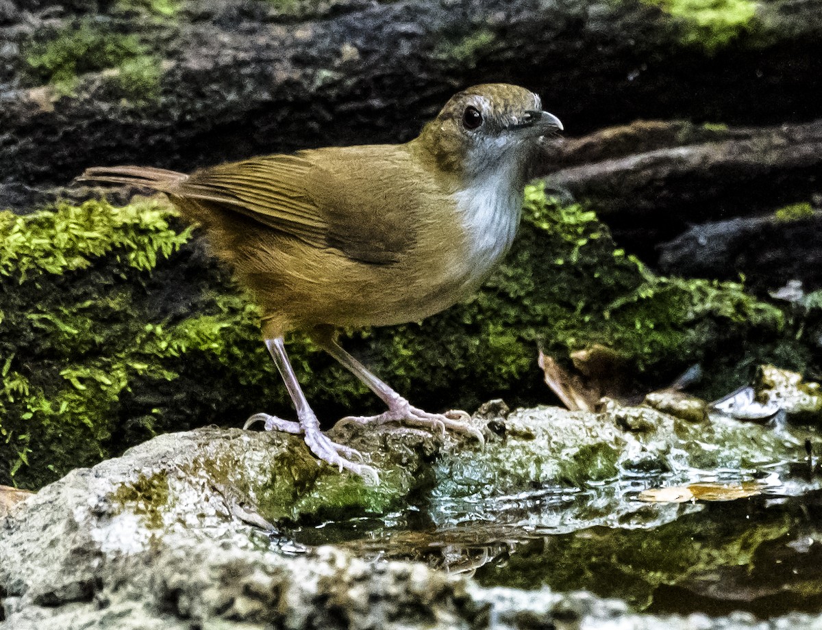 Abbott's Babbler - ML642406103