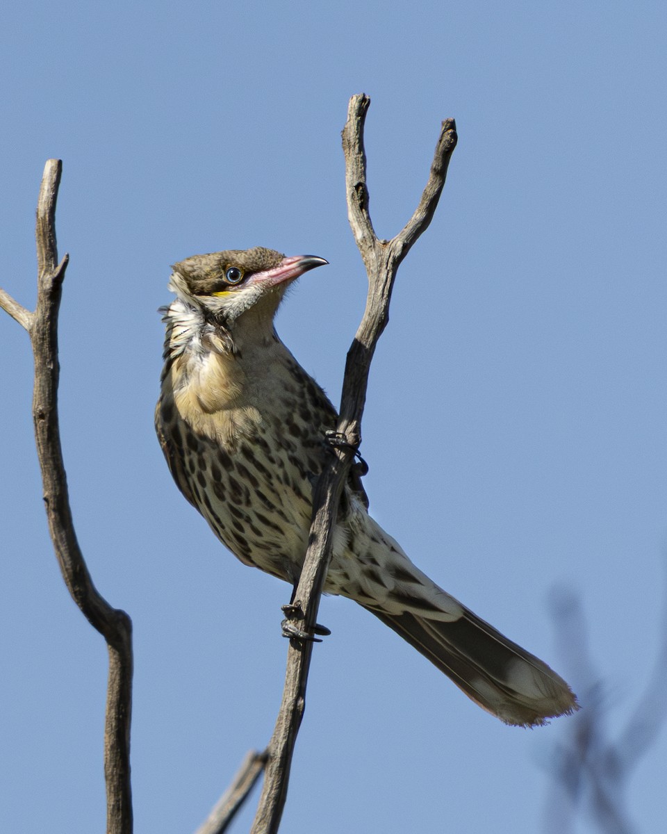 Spiny-cheeked Honeyeater - ML642406105