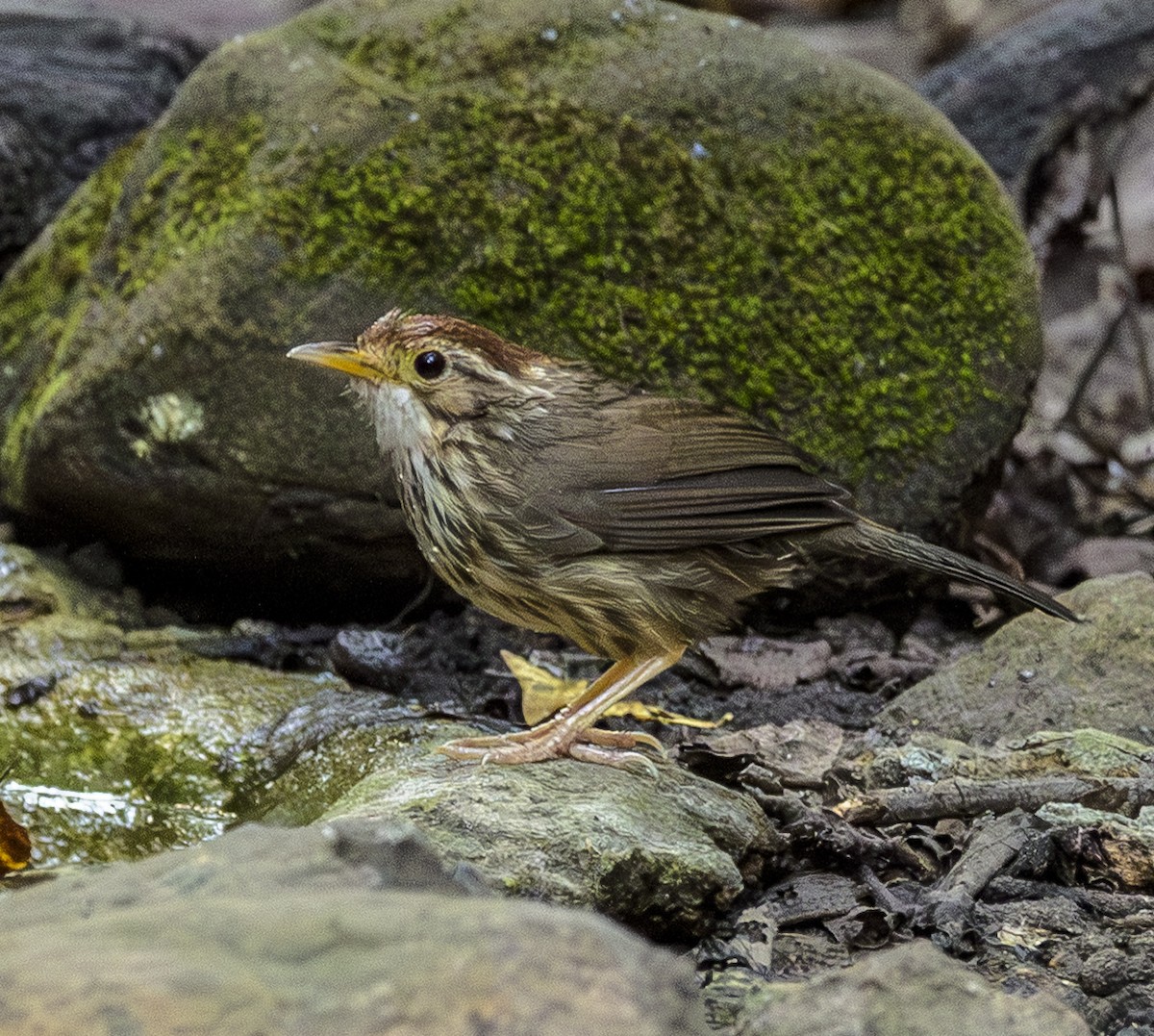 Puff-throated Babbler - ML642406124