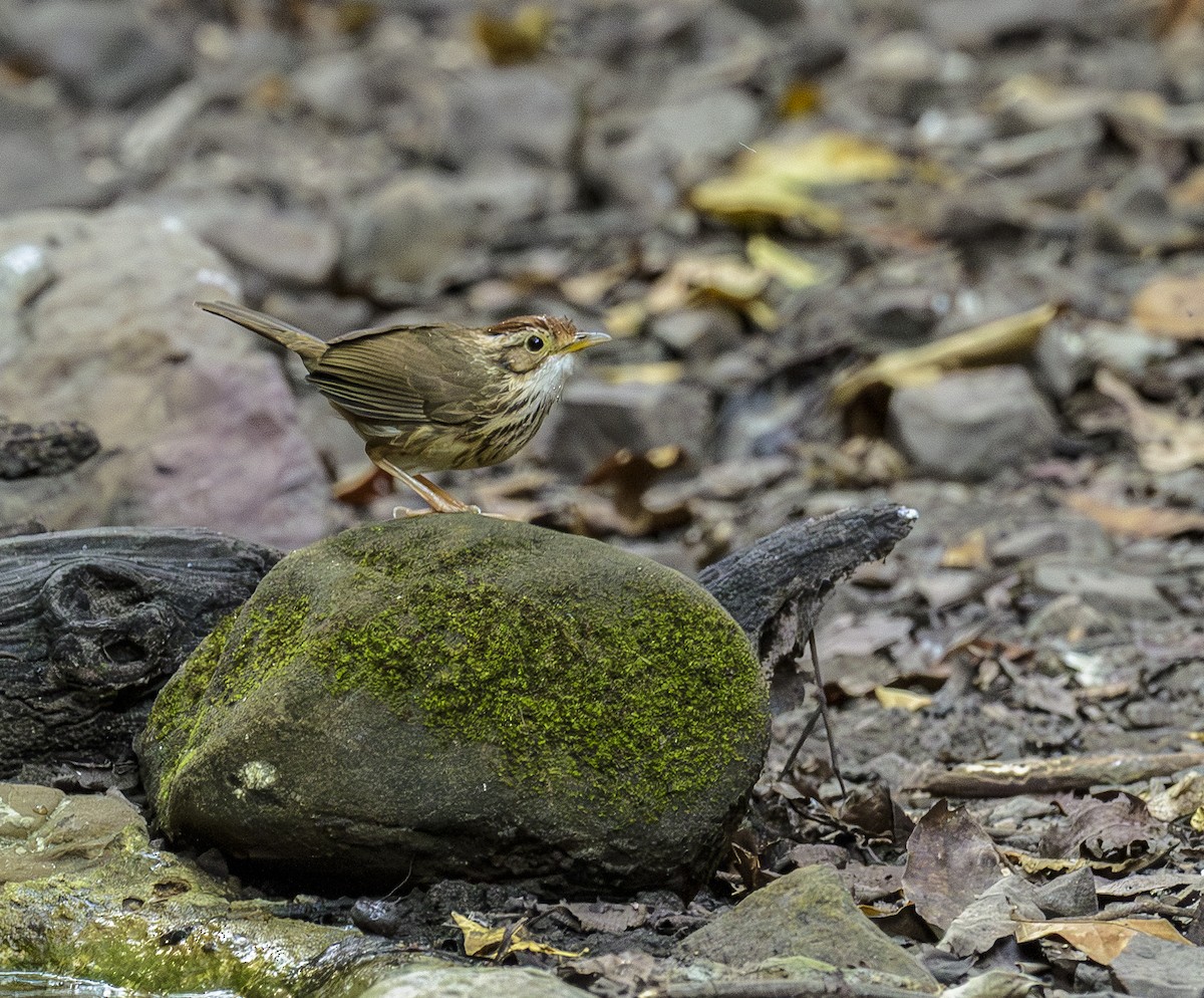 Puff-throated Babbler - ML642406125