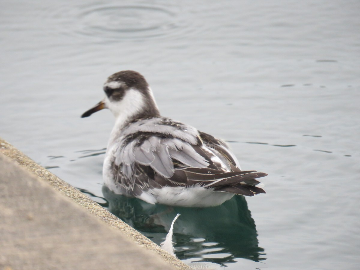 Red Phalarope - ML642406129