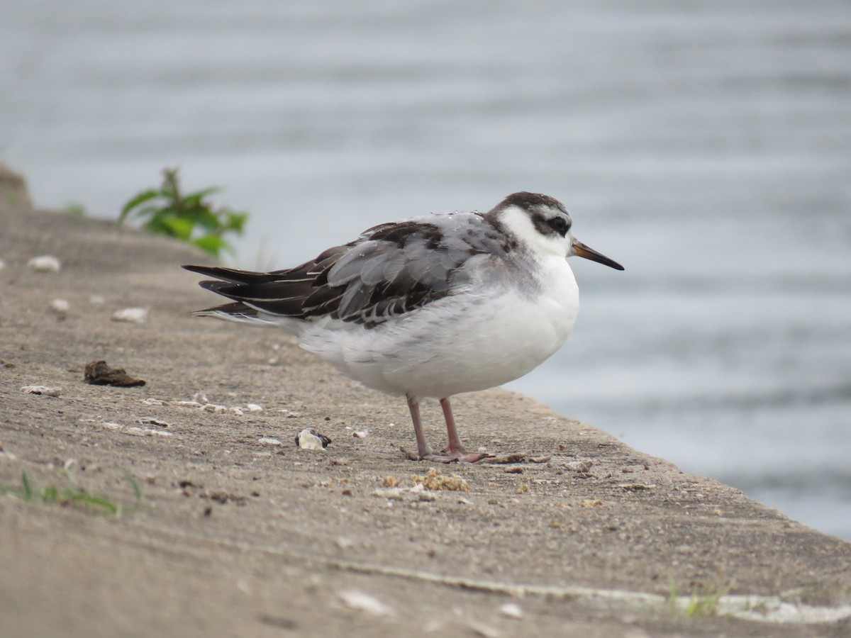 Red Phalarope - ML642406130