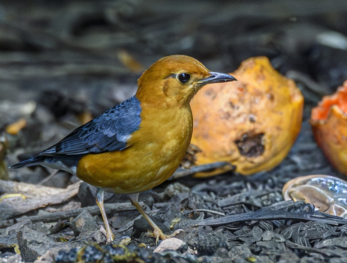 Orange-headed Thrush - ML642406152