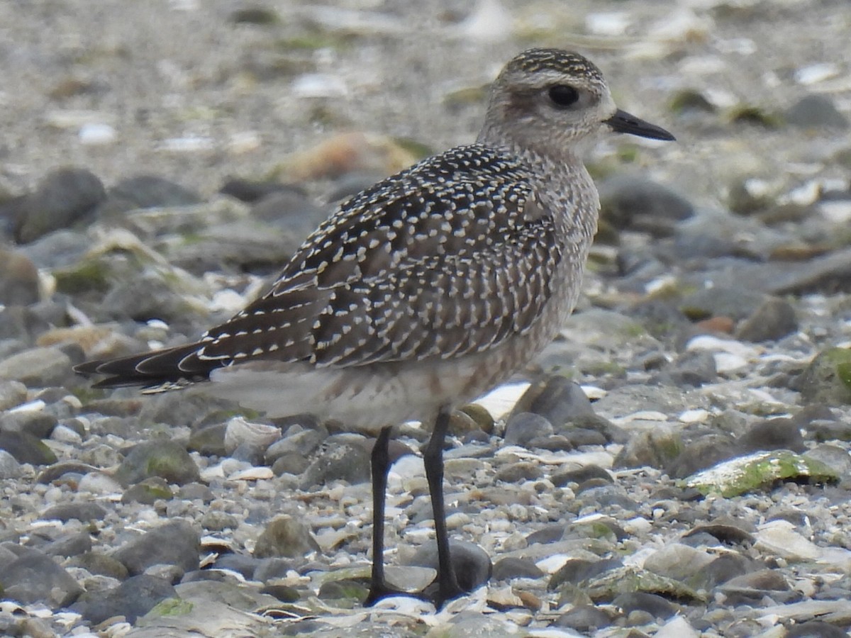 American Golden-Plover - ML642406161