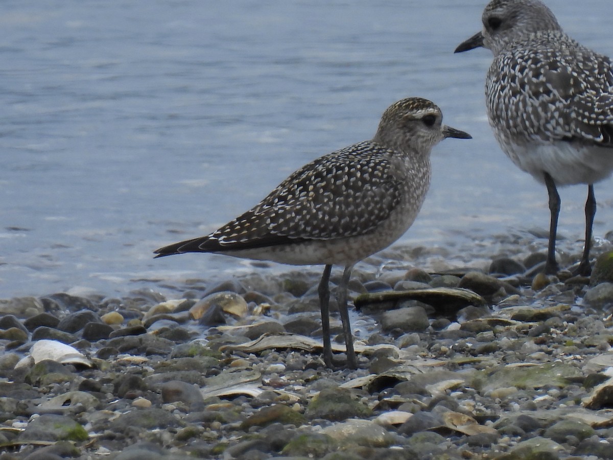 American Golden-Plover - ML642406162
