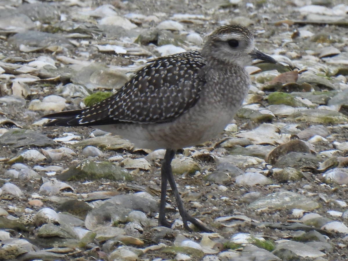American Golden-Plover - ML642406163