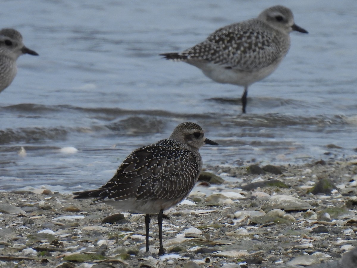 American Golden-Plover - ML642406164