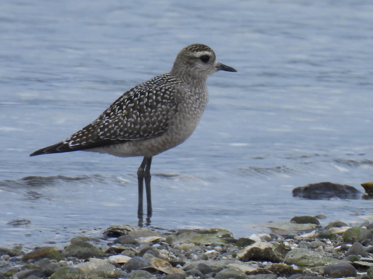 American Golden-Plover - ML642406165