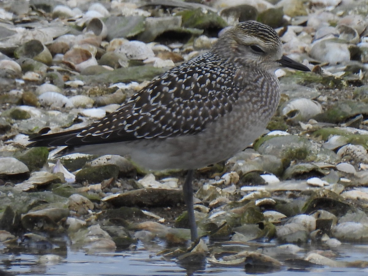 American Golden-Plover - ML642406166
