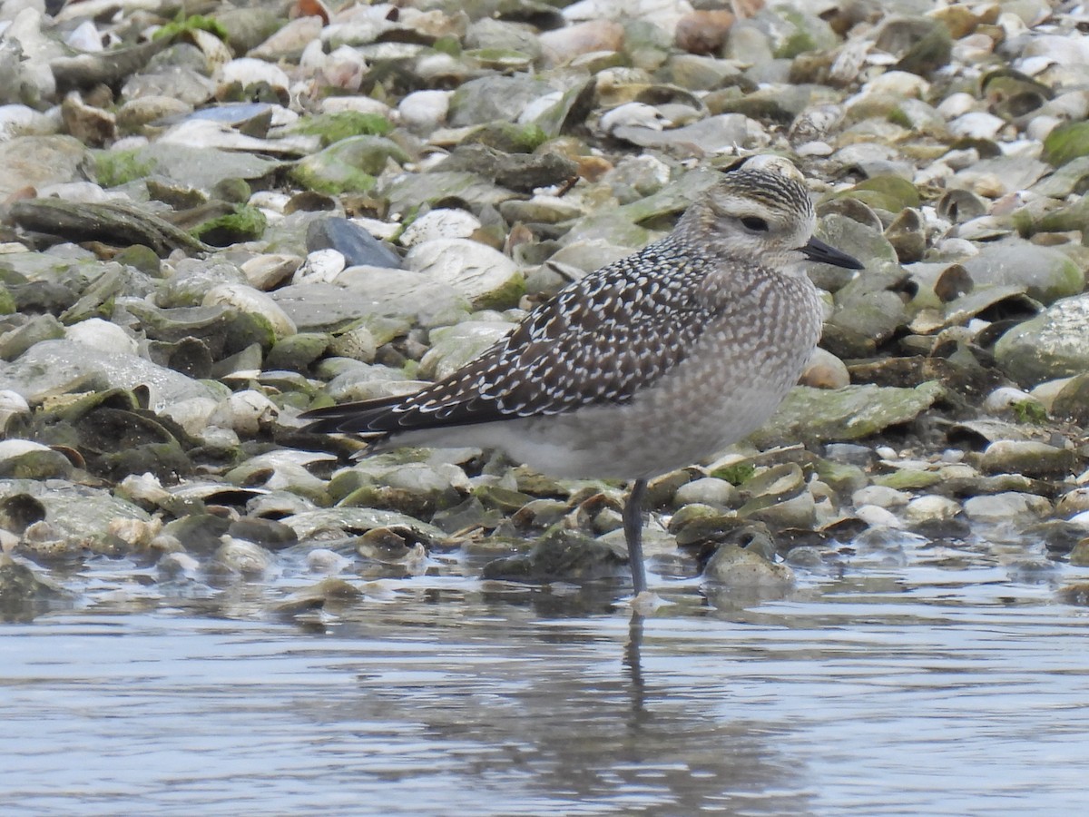 American Golden-Plover - ML642406167