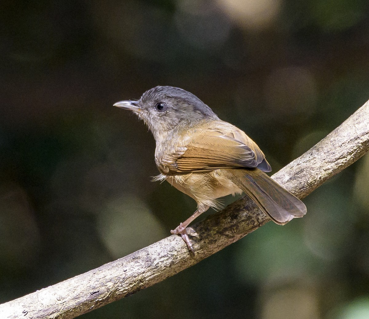 Brown-cheeked Fulvetta - ML642406176