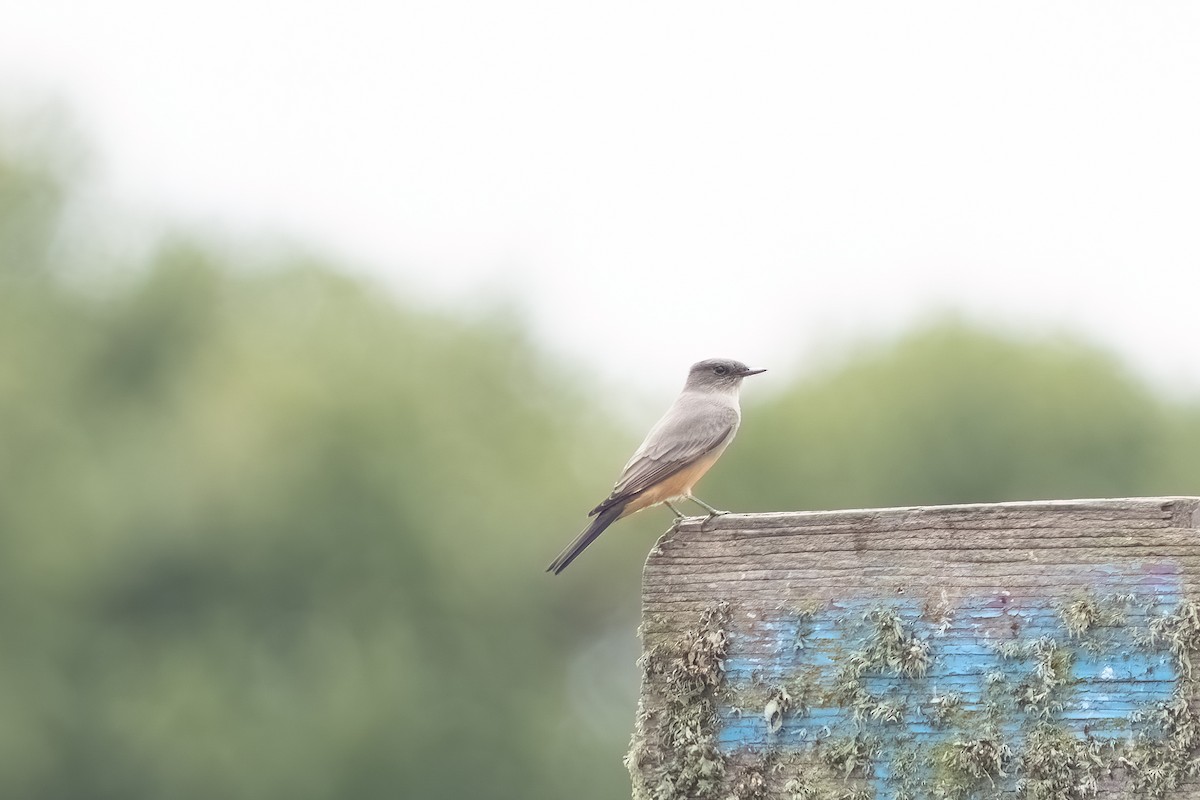 Say's Phoebe - ML642406184