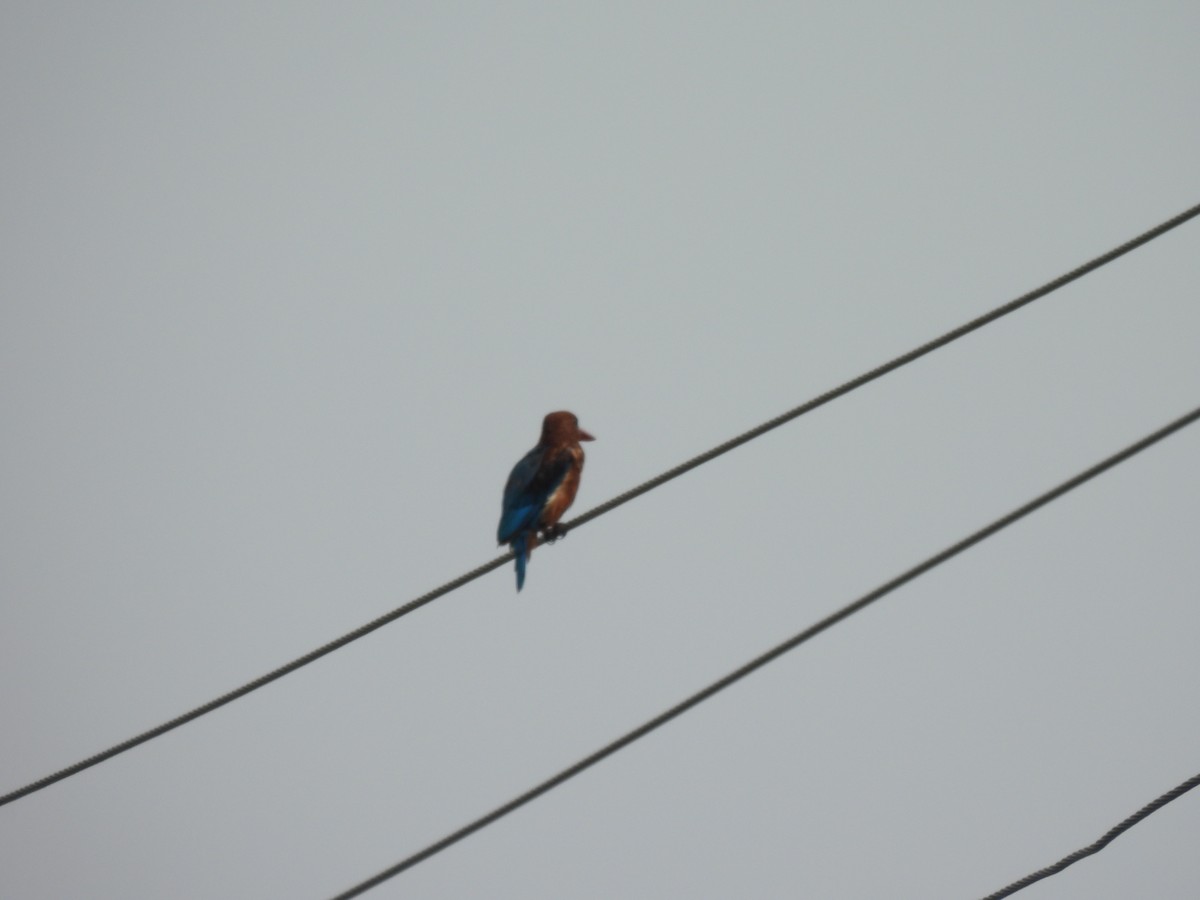 White-throated Kingfisher - ML642406185
