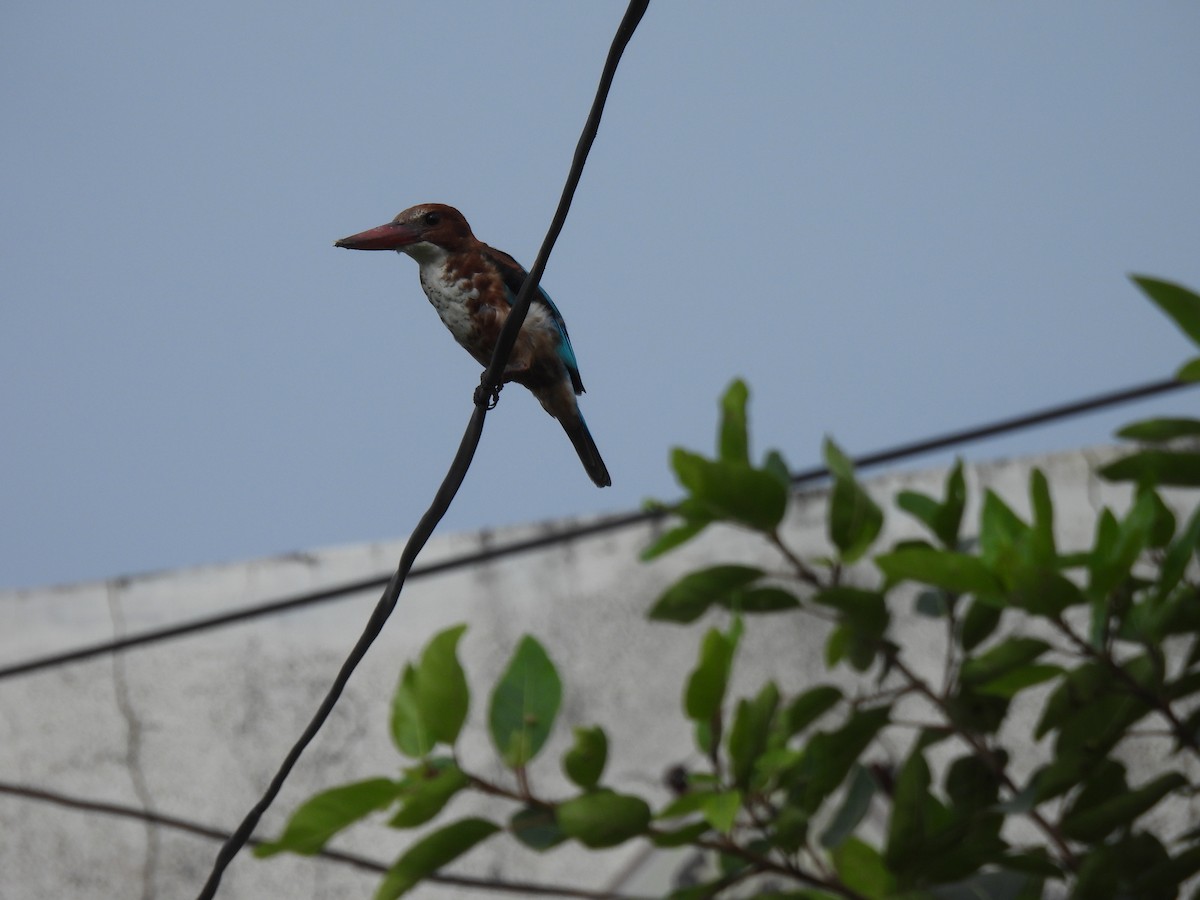 White-throated Kingfisher - ML642406188