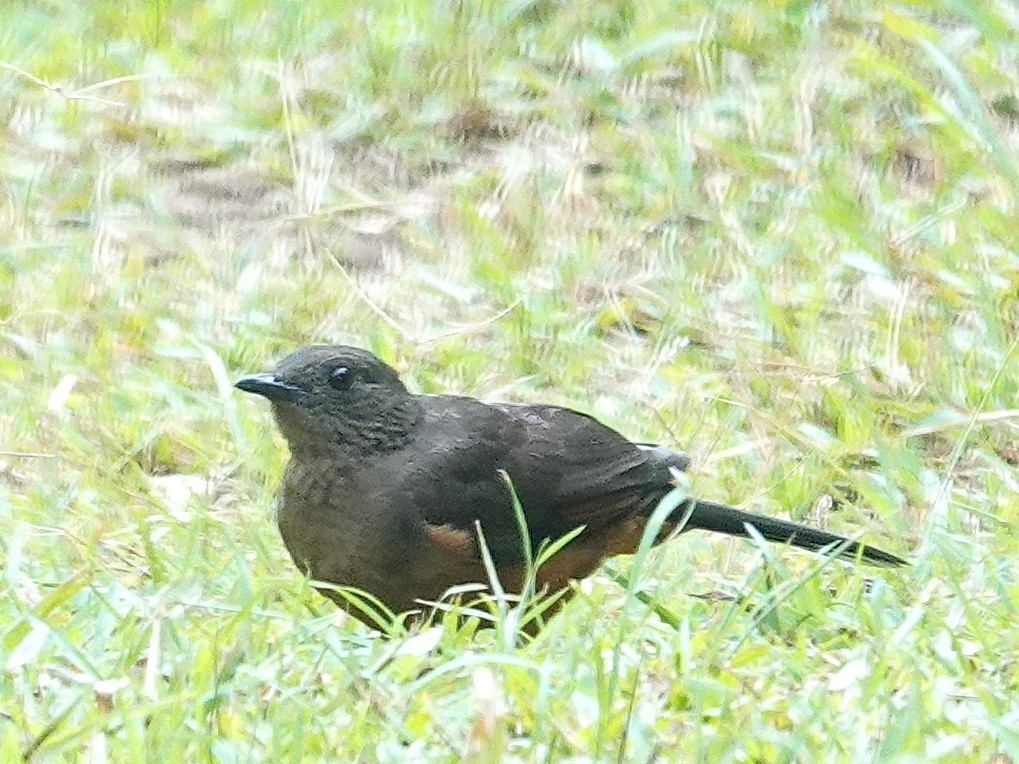 White-tailed Ant-Thrush - ML642406196