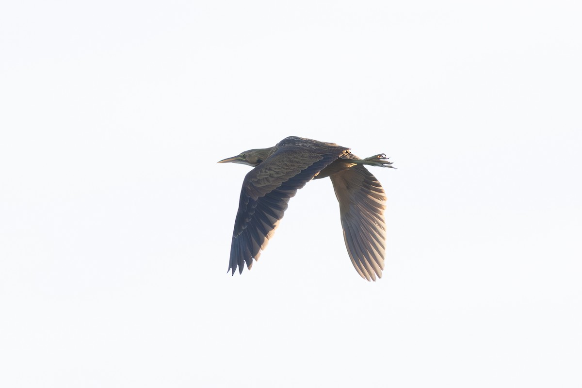 American Bittern - ML642406197